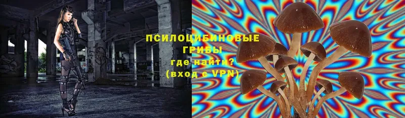 закладки  Кодинск  дарк нет формула  Псилоцибиновые грибы Psilocybe 